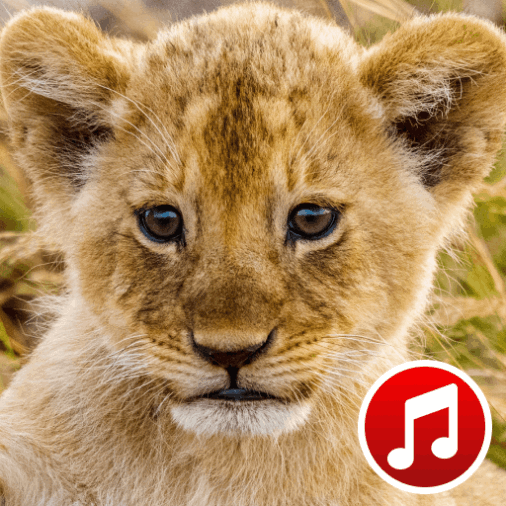 Animal Sounds Effects and Ringtones for Free